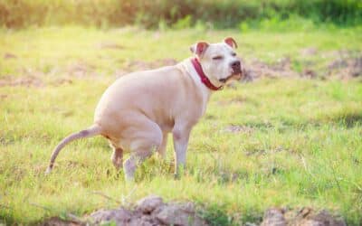 4 Reasons Why Your Dog Is Pooping So Much