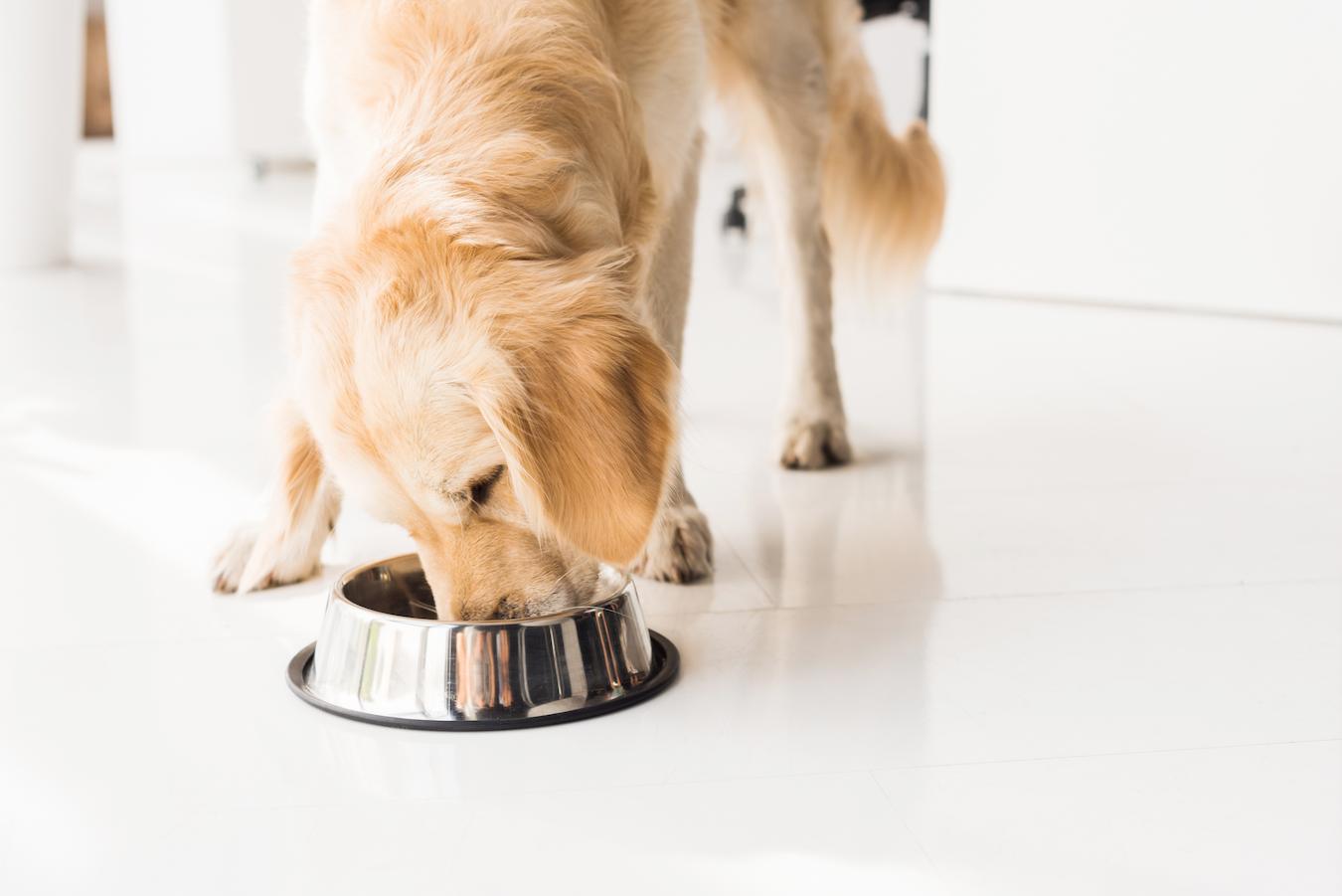 Canned Pumpkin For Dogs A Comprehensive Guide Scoop Masters