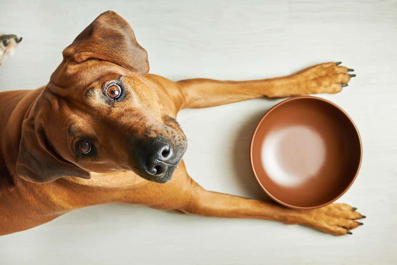 How much canned pumpkin for dog constipation best sale