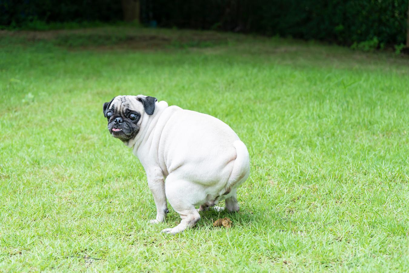 dog pooping new food dog's health new food firm up dog poop dog's gut dog's stools soft stool dog's diarrhea dog stool good bacteria american kennel club