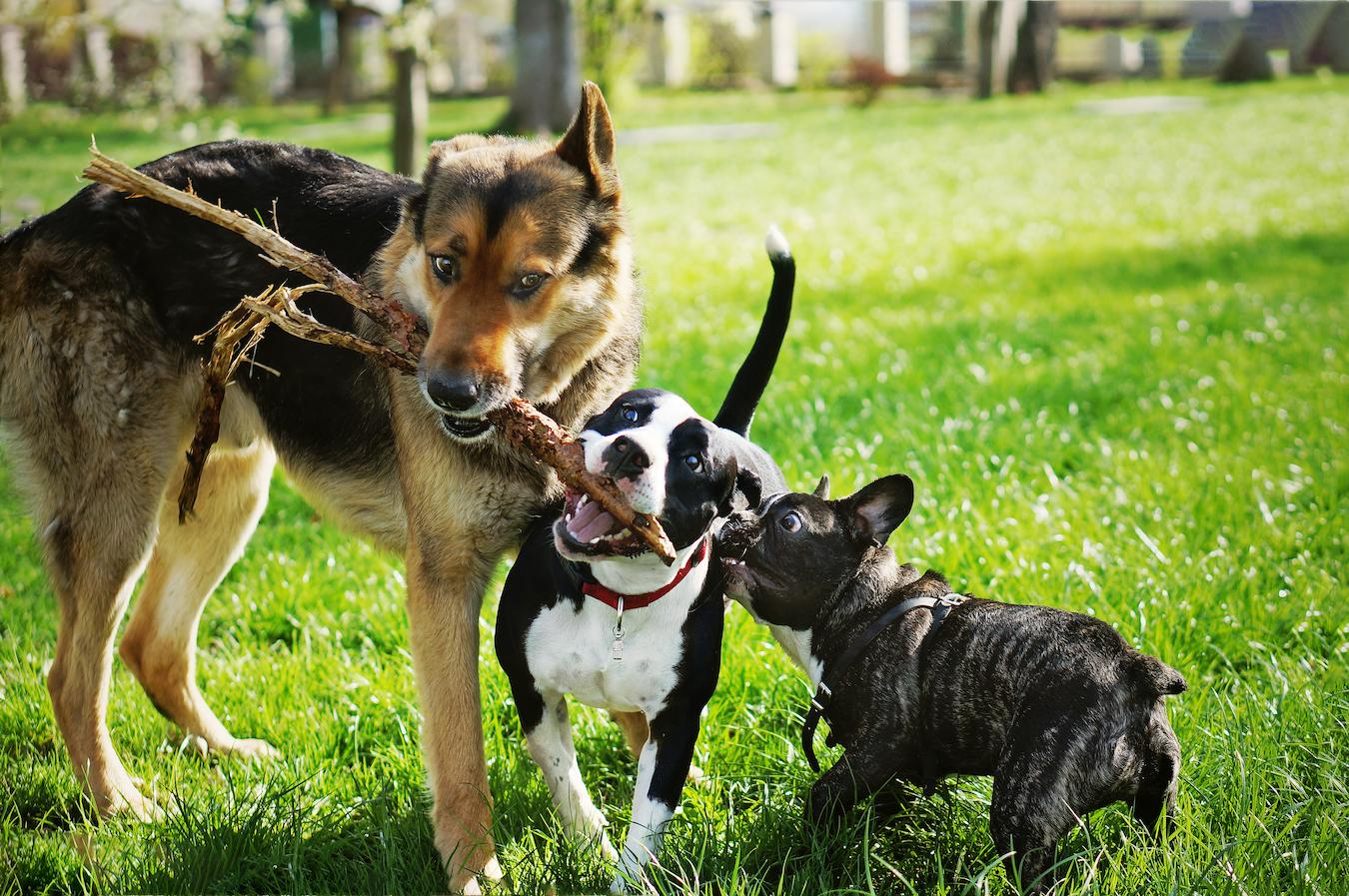 dogs playing with sticks condo association levy fines animal's droppings dog's noise current homeowners other residents comfort animal governing documents such animals family members pet application pet noise