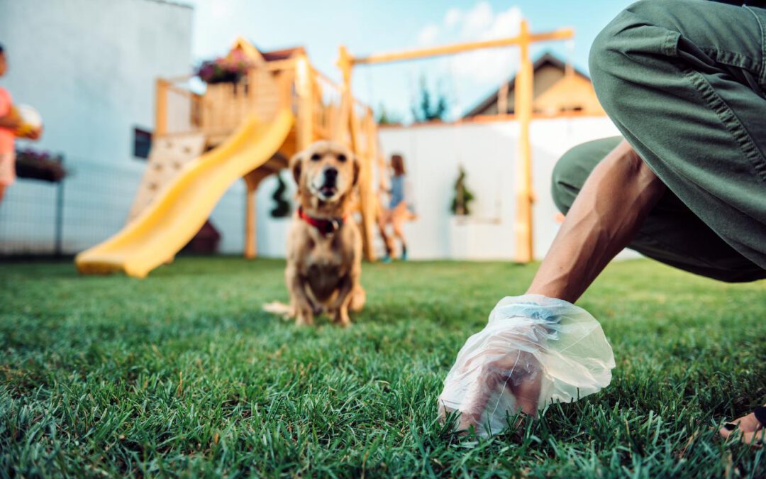 How To Firm Up Dog Poop