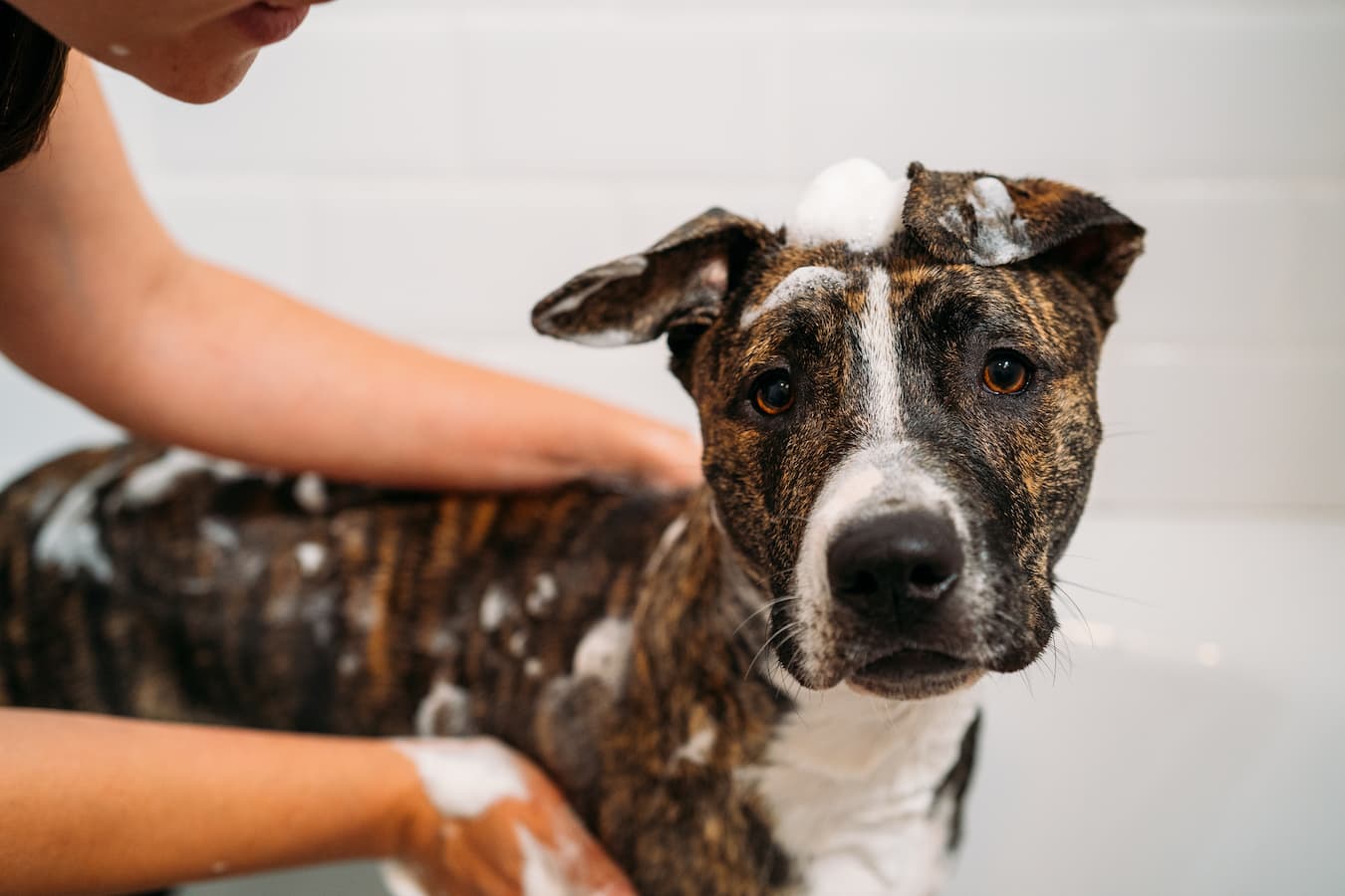 dog getting a bath muddy paws dogs paws clean dog licking baby wipes ice melt hardwood floors fun gentle bag veterinarian wet groomer soft foot coat brush wipe hair cleaning your dog's paws