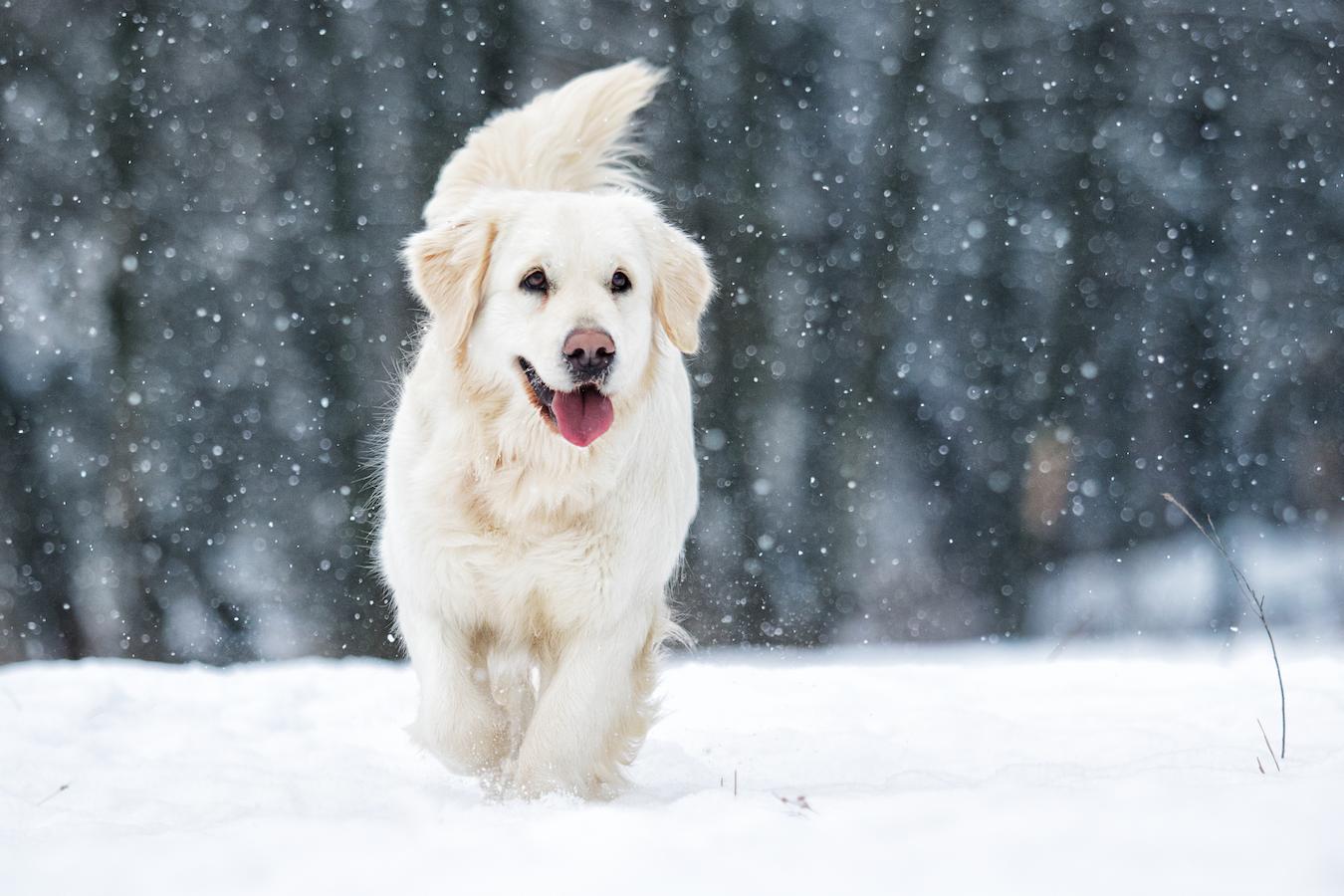 dog in snow winter pet winter pet cold weather dog's paws thin coats dog breeds freezing temperatures senior dogs