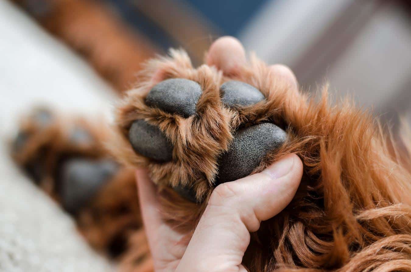 dog paw dog's feet smell pet smelling dog's feet dog smells fritos corn chips