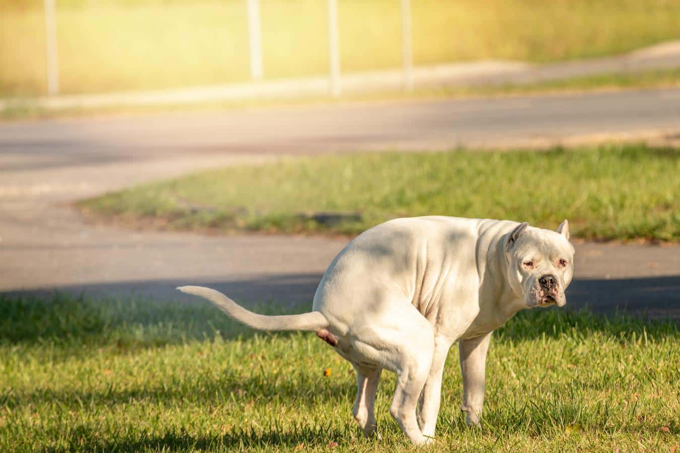 dog pooping plastic bags dog's waste plastic bag plastic bags burying dog poop environmental protection agency