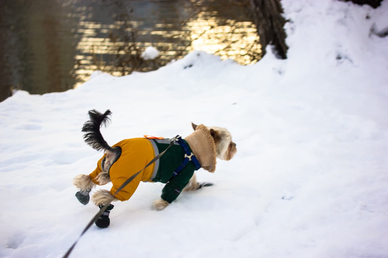 dog wearing booties clean your dog's paws how to clean dog paws loose dirt dog's pads how to clean dog paws toes gently how to clean dog paws clean towel