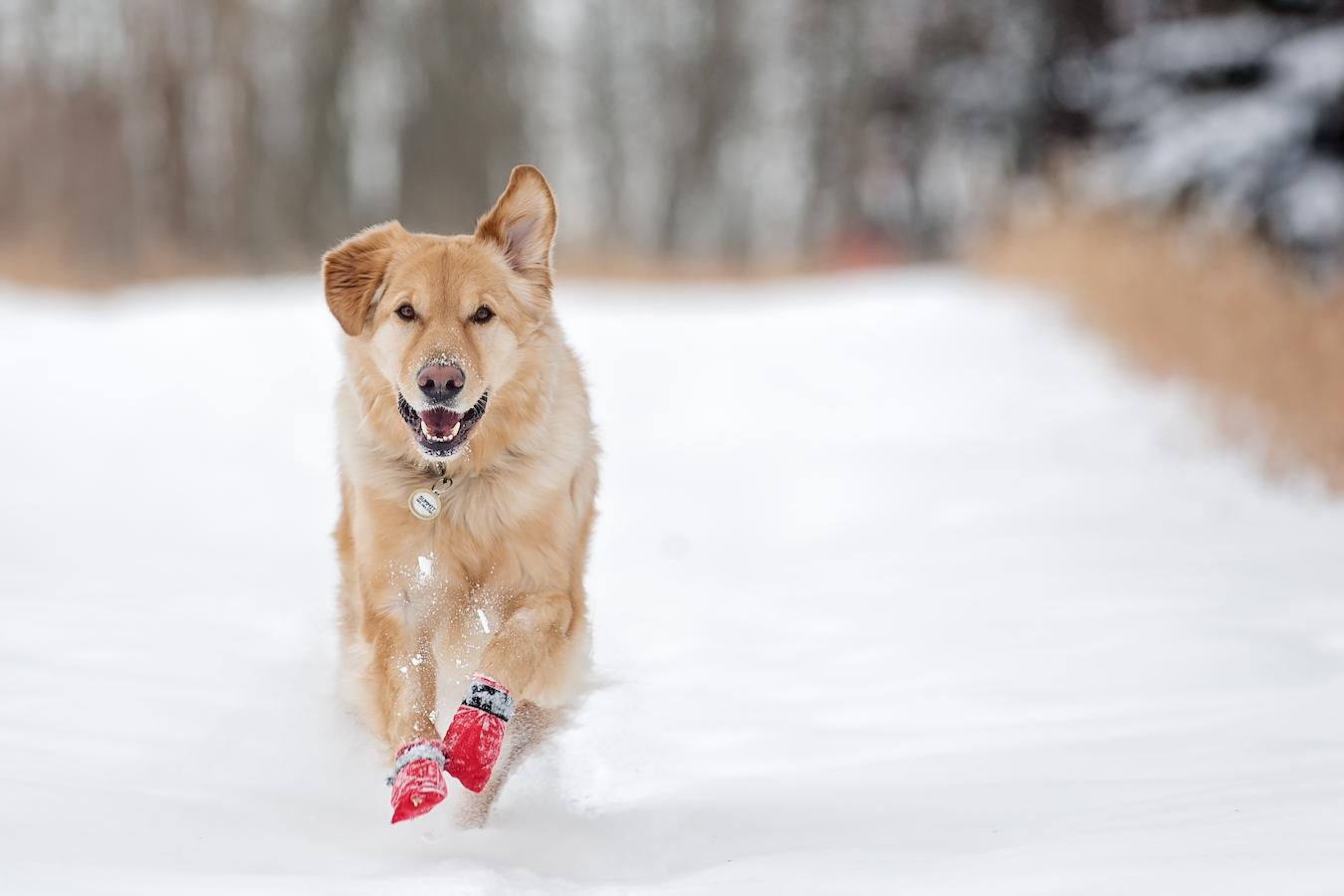 dog wearing booties ears hypothermia short walks smaller breeds walk pup wet pup develop hypothermia walks watch