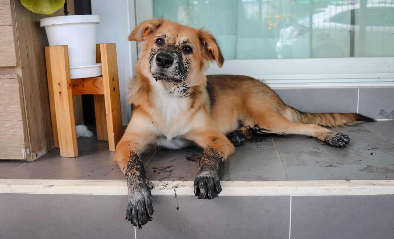 dog with muddy paws washing pup towel coming inside rid brush foot soft cleaning wet wet wipe wipe wet protect hair hair walk toes gently towel more videos clean your dog's paws paper towel