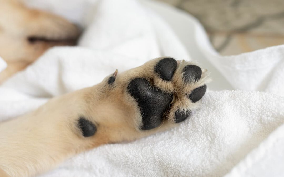 How To Clean Dog Paws