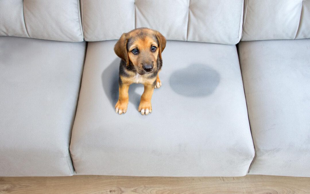 How To Clean Dog Pee Off Couch