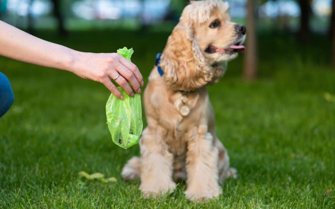 How To Dispose Of Dog Poop