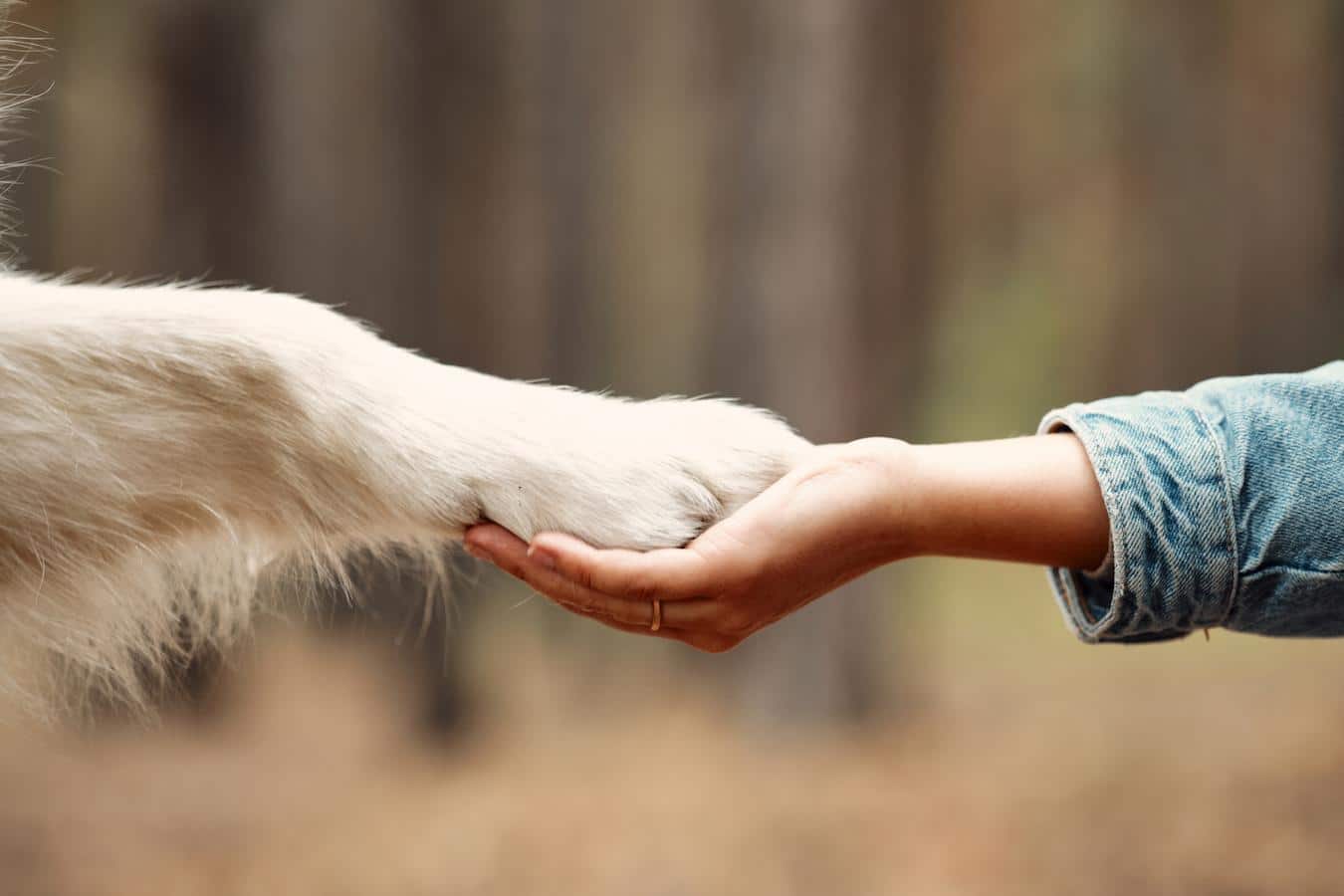 person and dog holding hands veterinarian dr dog's body pet's health bacteria skin vet dogs dogs toes