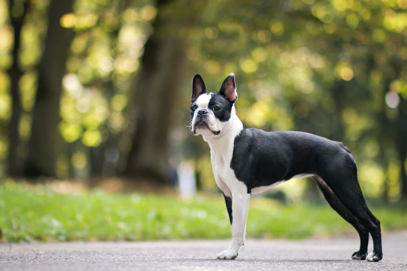 boston terrier dog's breed shih tzu loyal creatures love little dogs dog's personality friendliest small dog breeds only characteristics certain breeds