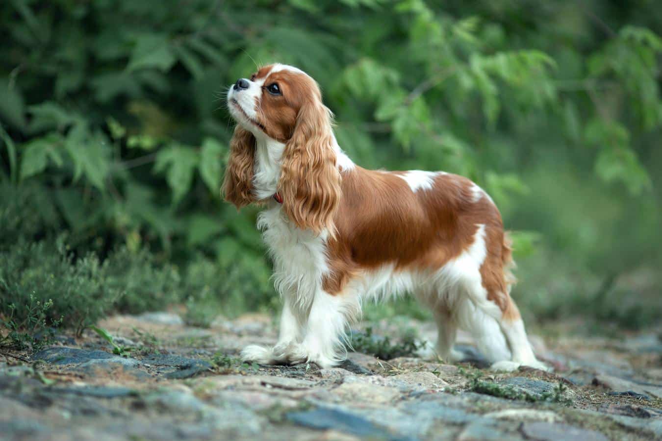 cavalier king charles spaniel well behaved large dog dogs man's right dog breed friendliest dog breeds medium sized dogs friendly dogs