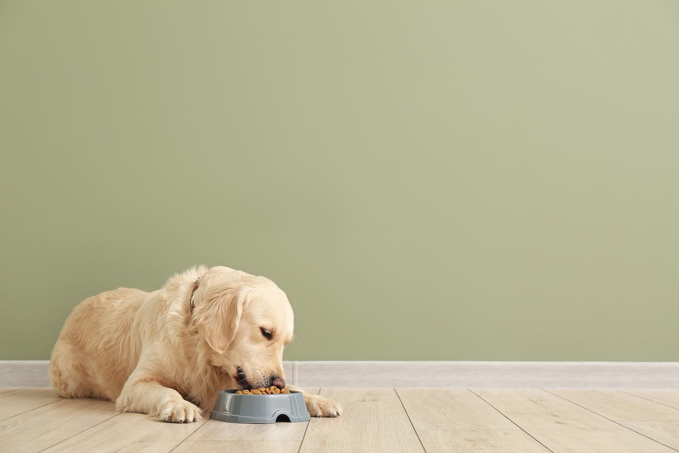 dog eating food environmental allergy pet's health bacterial yeast infections other dog behaviors allergic reactions dog frequently licks dog licks paws excessively paw pads licking paws licking behavior