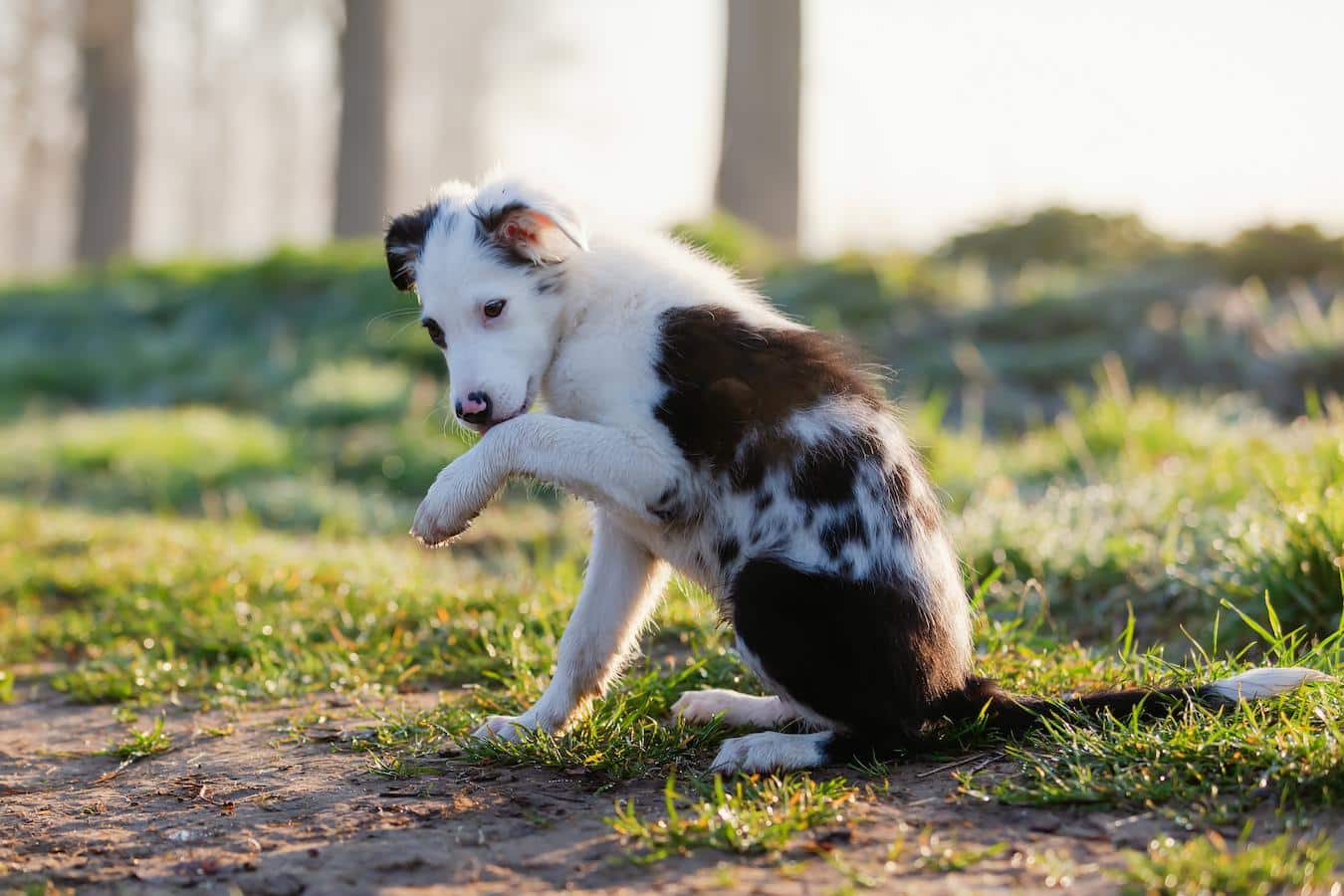 dog licking its paws dog's skin paws constantly dog's arthritis constantly licking dog occasional paw licking dog licking dog's paws dog paw licking dog's paws pet vet vet