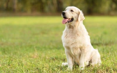 The 13 Most Friendly Dog Breeds Of 2024