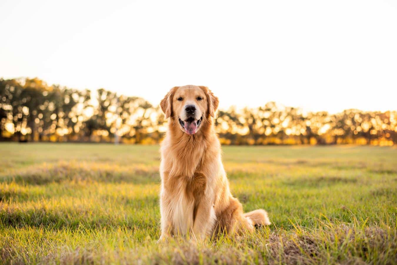 golden retriever dog sports friendly breed loyal dogs friendly dogs other pets other dogs other pets other dogs dog breed