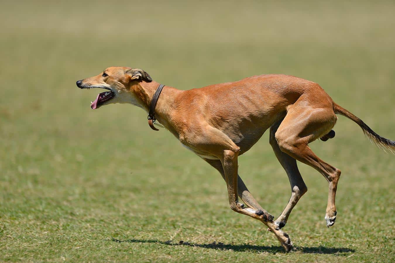 greyhound dog running different metabolic waste products born deaf vital organs world words and gestures smell things veterinary care bred wolf bred world world animals pets breed trained breeds puppies selective breeding