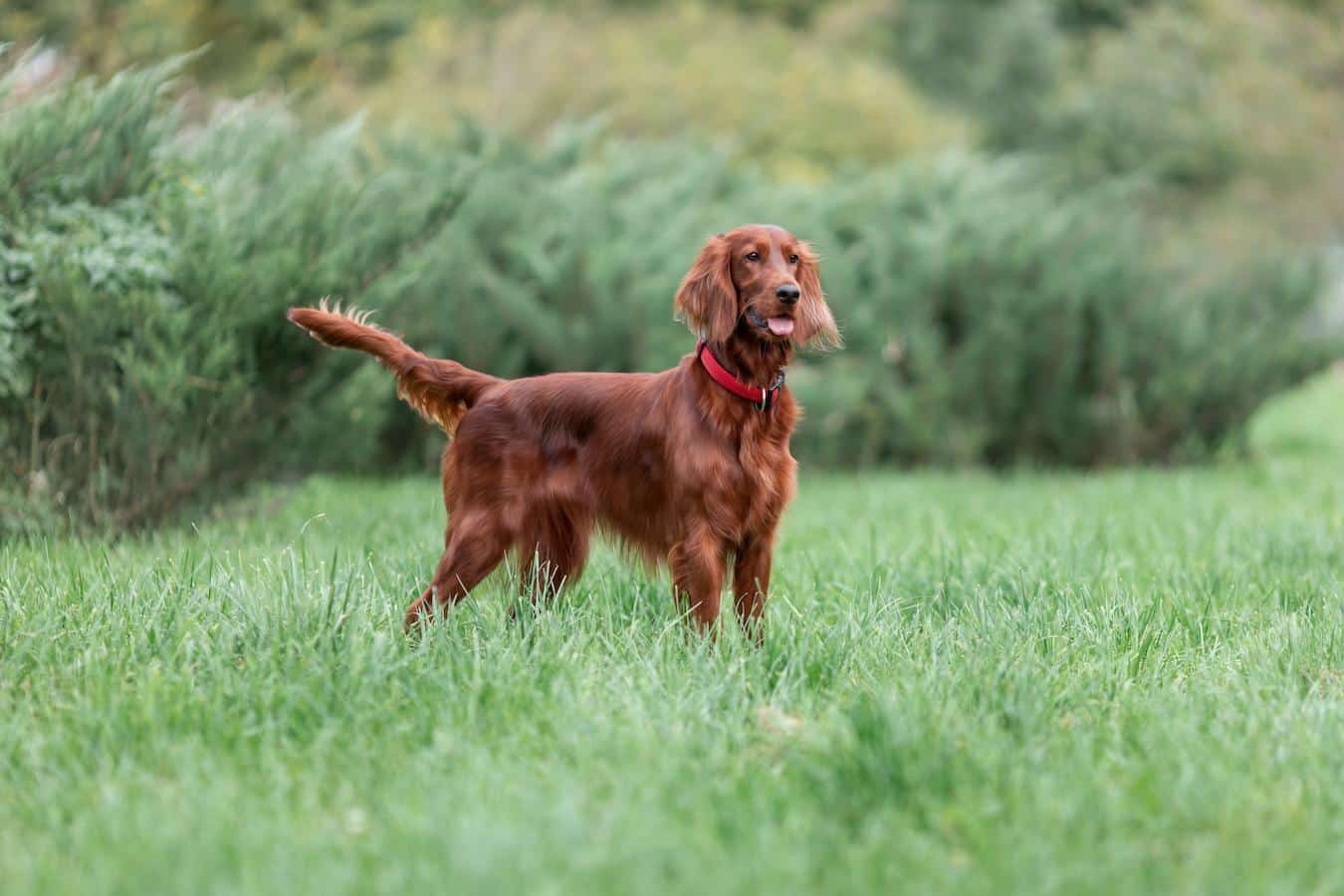 irish setter friendliest dog breeds american kennel club same breed good family dogs outgoing dog playful dog lifestyle and home environment