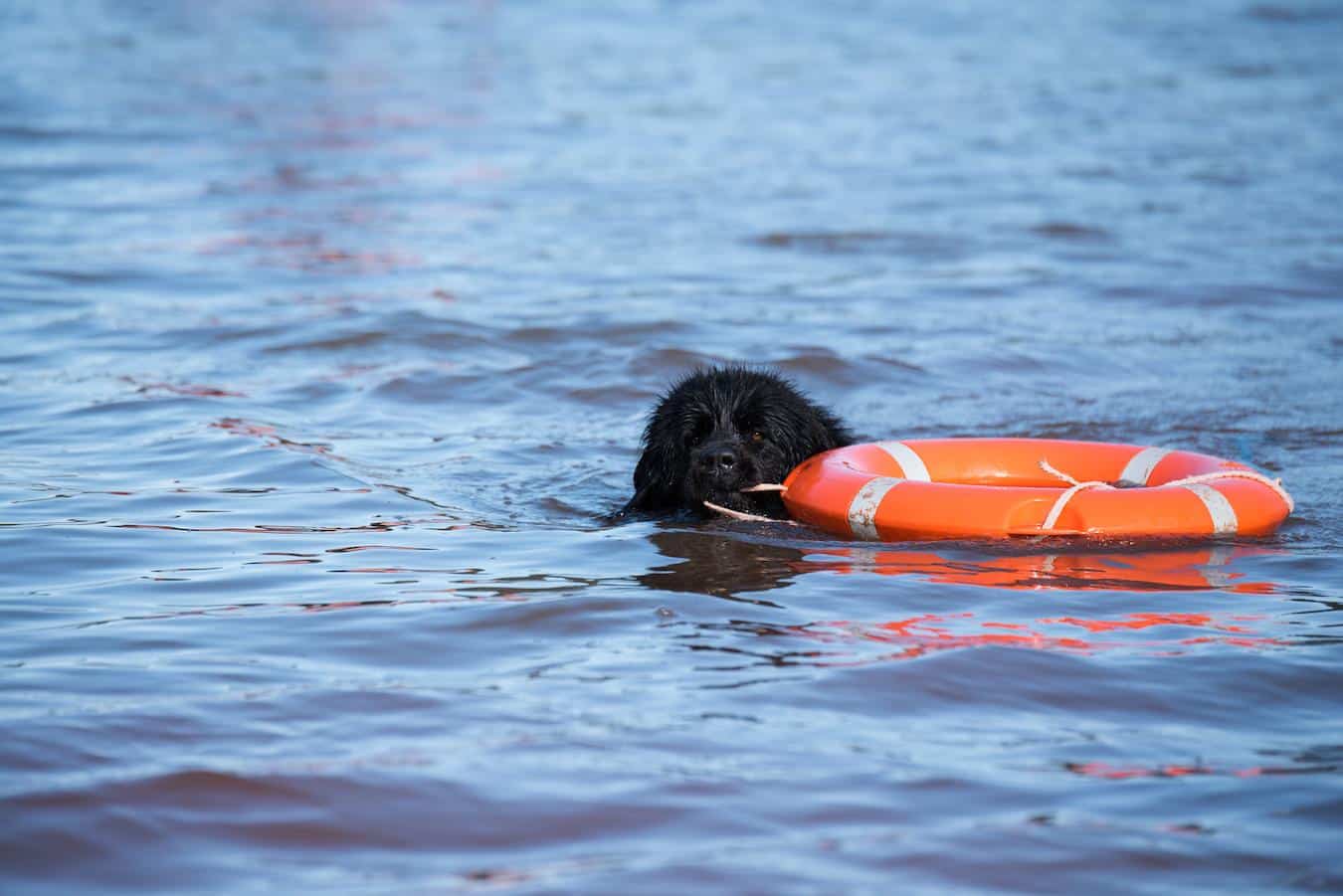 newfoundland dog swimming in water other dogs animal shelters working dogs dog's sense carefully choosing non sporting other diseases display affection trained animals popular breed