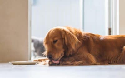 Why Do Dogs Lick Their Paws? 6 Causes Explained