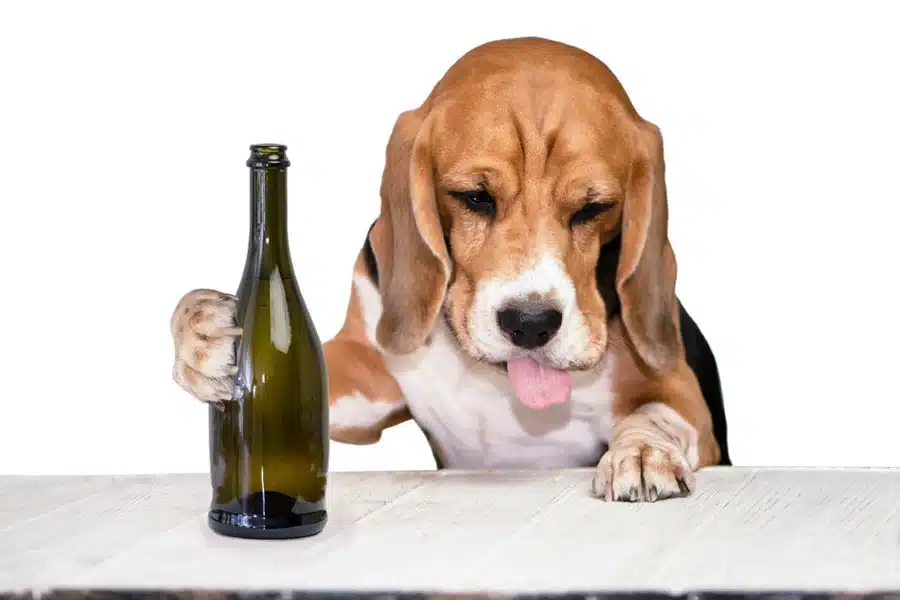 image dog having a stiff drink from a bottle