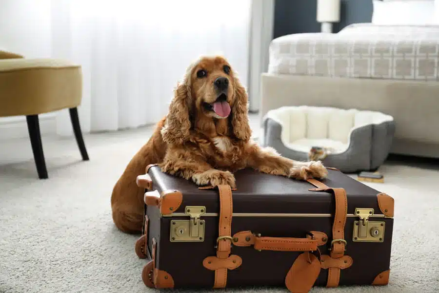 Cocker Spaniel laying on top of a suitcase, sitting on the floor with two front paws on suitcase.