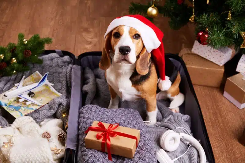 Beagle dog with a santa hat on his head sitting inside an open suitcase packed with travel clothes/