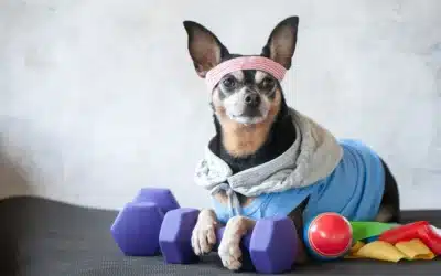 4 Ways That Regular Exercise Impacts Your Dog’s Health