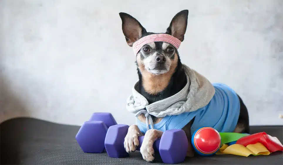 small Chihuahua with a headband and towel with paws laying on top of weights as if exercising to keep healthy.