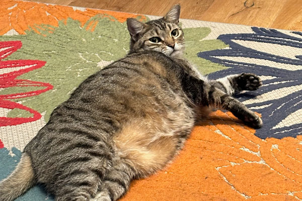 Image of fat cat lying down on a colorful rug, looking up towards camera on Scoop Masters site. 