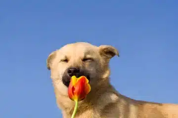 image of tan dog with eyes closed, smelling a red and orange flower against a blue sky background.