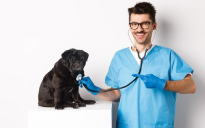 Building Blocks for a Thriving Veterinary Clinic