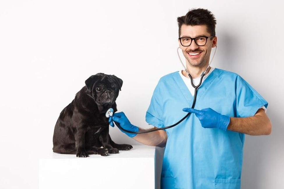 Image of veterinarian technician and medium sized black Pug dog as if the dog is being happily examined.