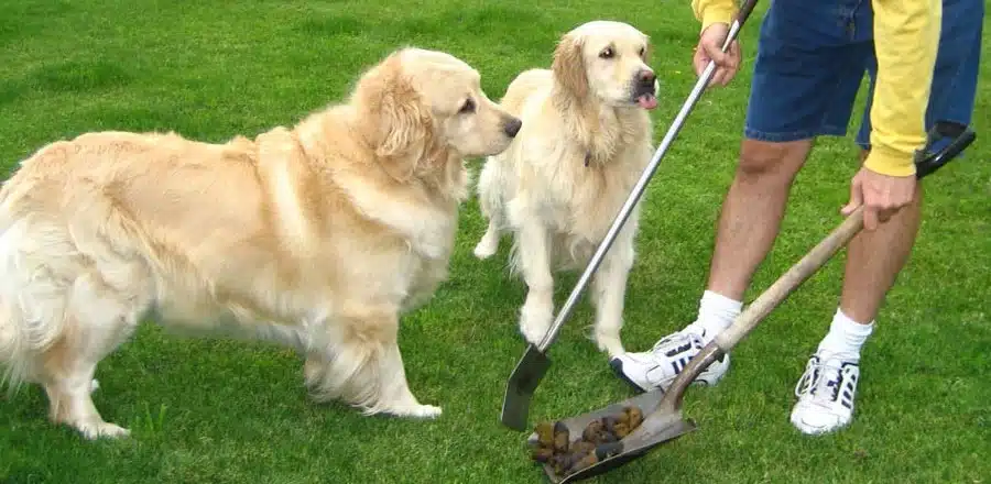 Image of 2 golden retriever dogs looking at a shovel full of pet waste from scoop masters 