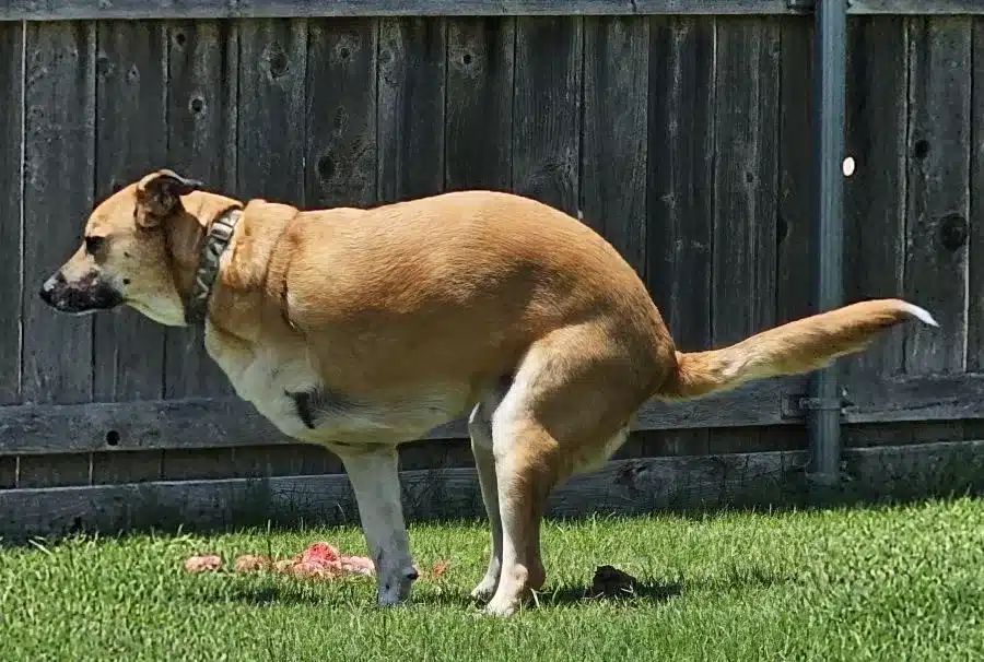 How Many Times Does a Puppy Poop a Day?