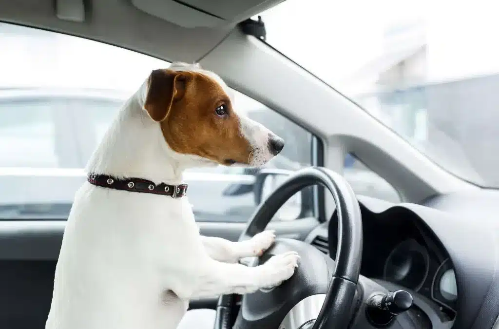 Image of beagle dog driving a car with paws on the steering wheel for pet waste removal service site.