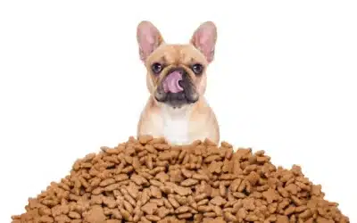 National Dog Biscuit Day: The Paw-fect Opportunity to Spoil Your Pup!