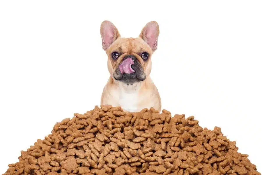 National Dog Biscuit Day: The Paw-fect Opportunity to Spoil Your Pup!