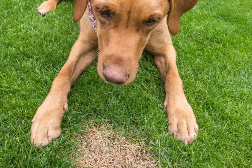 Image of dog lying in front of brown spot on grass that was killed by dog poop or urine