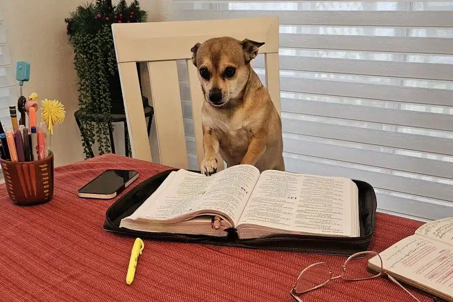 Image of Chihuahua sitting at a table reading a Bible for Scoop Masters blog post about dogs going to heaven