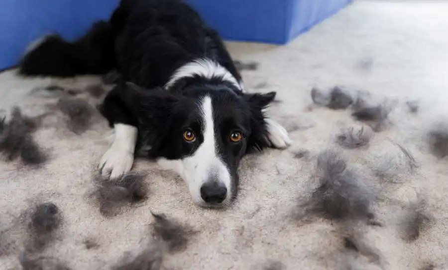 image of border collie on a couch surrounded by piles of shedding fur