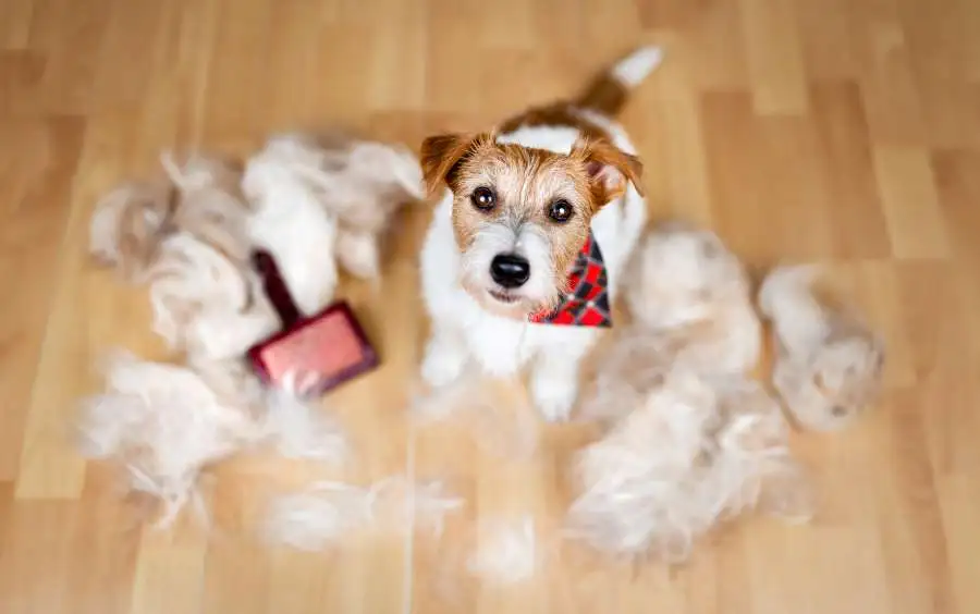 Image of small dog looking up surrounded by a pile of shedding fur on scoop masters pet waste removal site